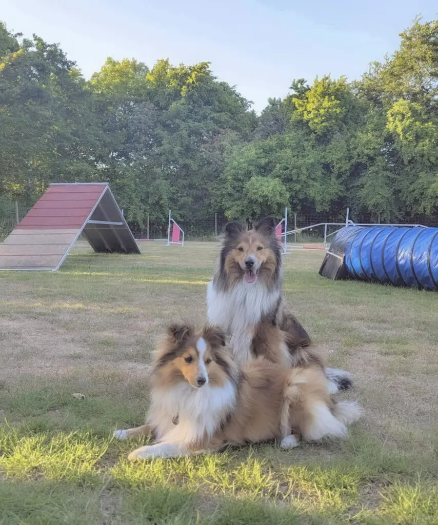 2 sheltie hunde