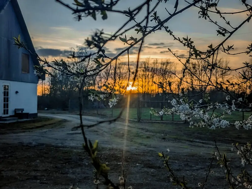 Solnedgang over Horsemosegaard med blomstrende træer i forgrunden og gårdbygning i baggrunden